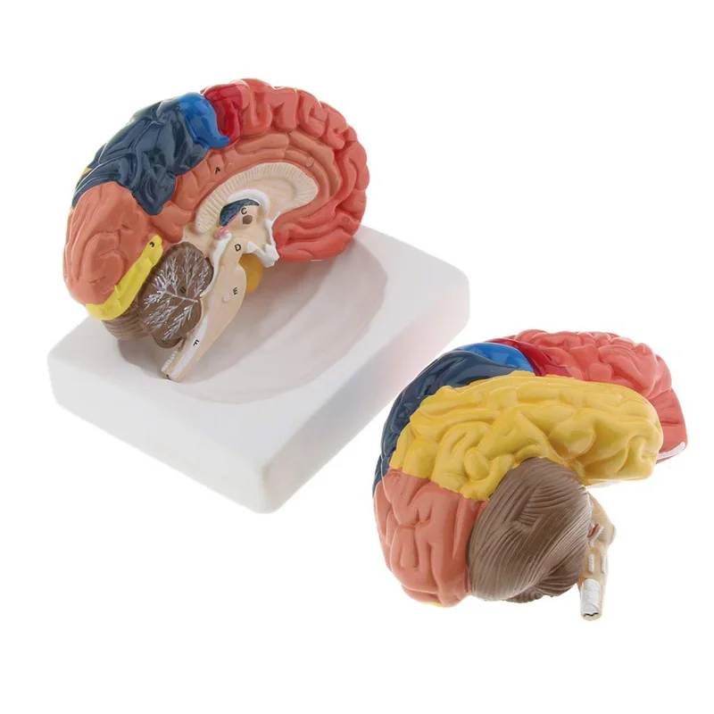 Medical Lab Supplies - Życie rozmiar anatomiczne człowieka Model mózgu
