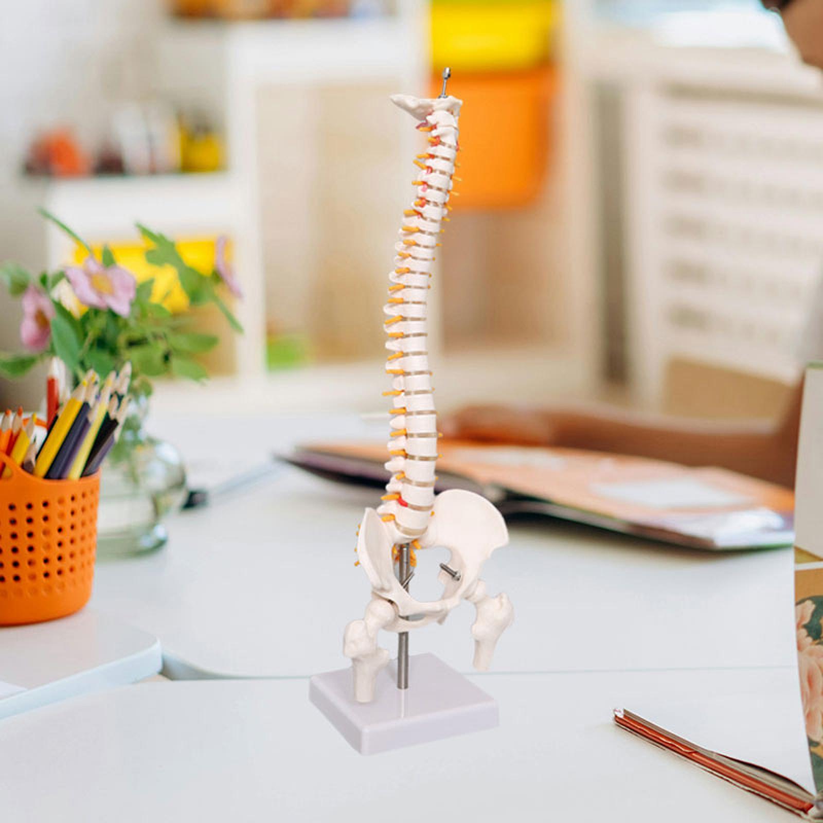 Medical Lab Study - Model kręgosłupa ludzkiego 17,7 cala do