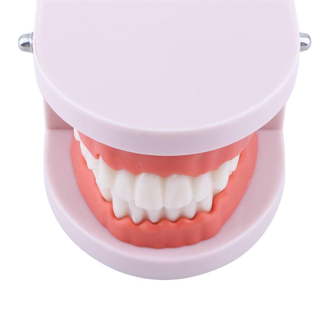 Medical Lab Study - Lab Pro White Study Oral Education