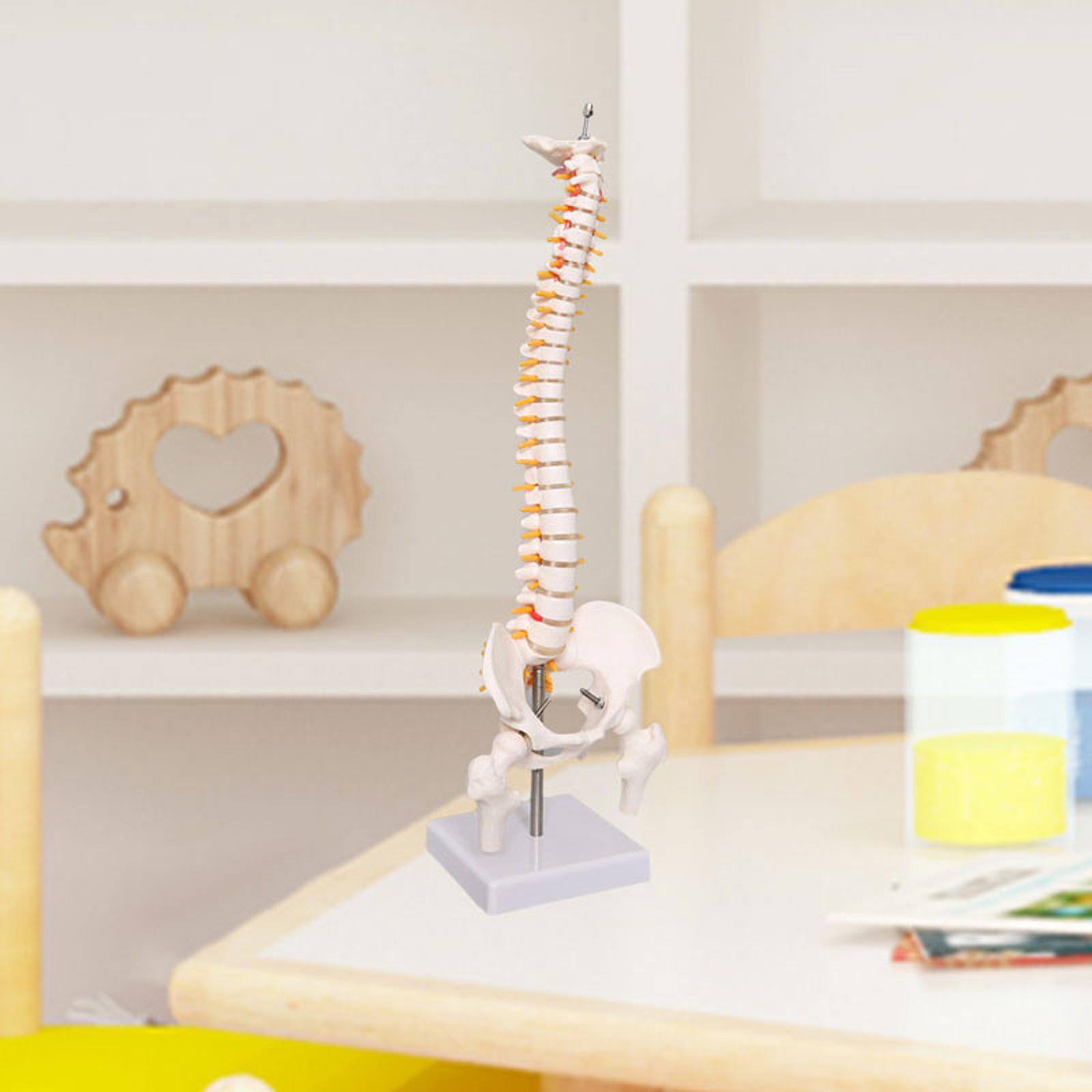 Model kręgosłupa - narzędzie e – Medical Lab Study recenzja i cena