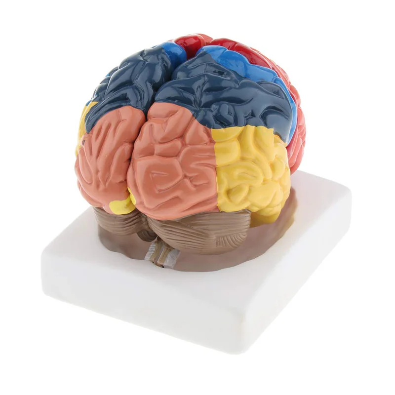 Życie rozmiar anatomiczne czło – Medical Lab Supplies recenzja i cena
