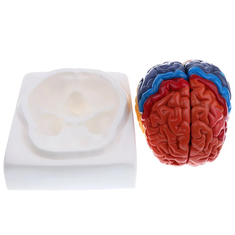 Życie rozmiar anatomiczne czło – Medical Lab Supplies recenzja i cena