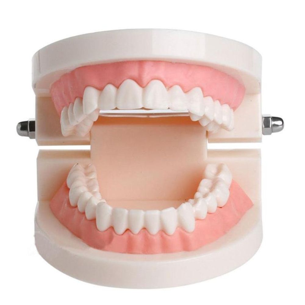 Model dentystyczny typodont do – Medical Lab Study recenzja i cena