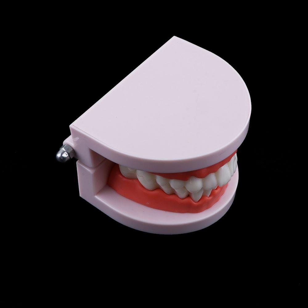 Model dentystyczny typodont do – Medical Lab Study recenzja i cena