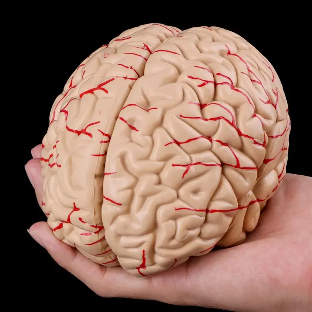 Mężczyzna Kobieta Model mózgu  – Medical Lab Study recenzja i cena