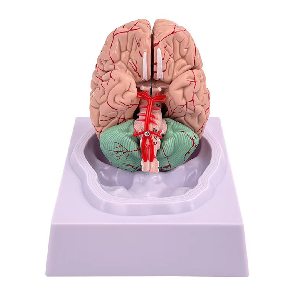 Mężczyzna Kobieta Model mózgu  – Medical Lab Study recenzja i cena