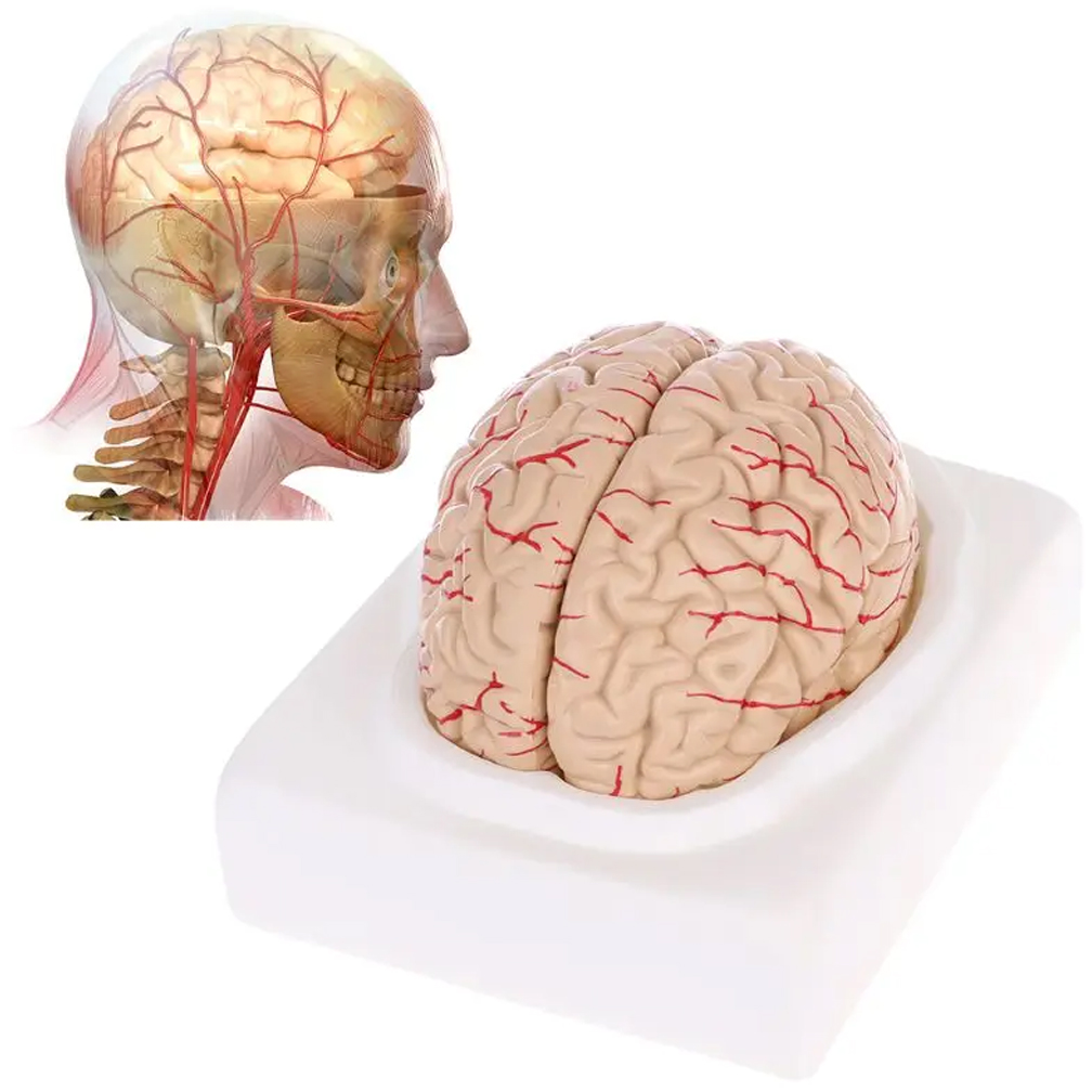Model anatomiczny mózgu natura – Medical Lab Study recenzja i cena