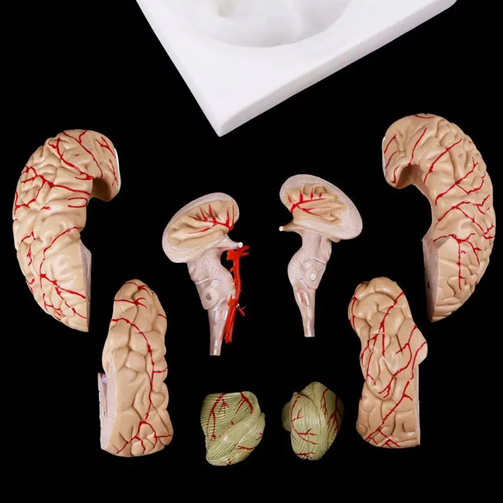 Model anatomiczny mózgu natura – Medical Lab Study recenzja i cena
