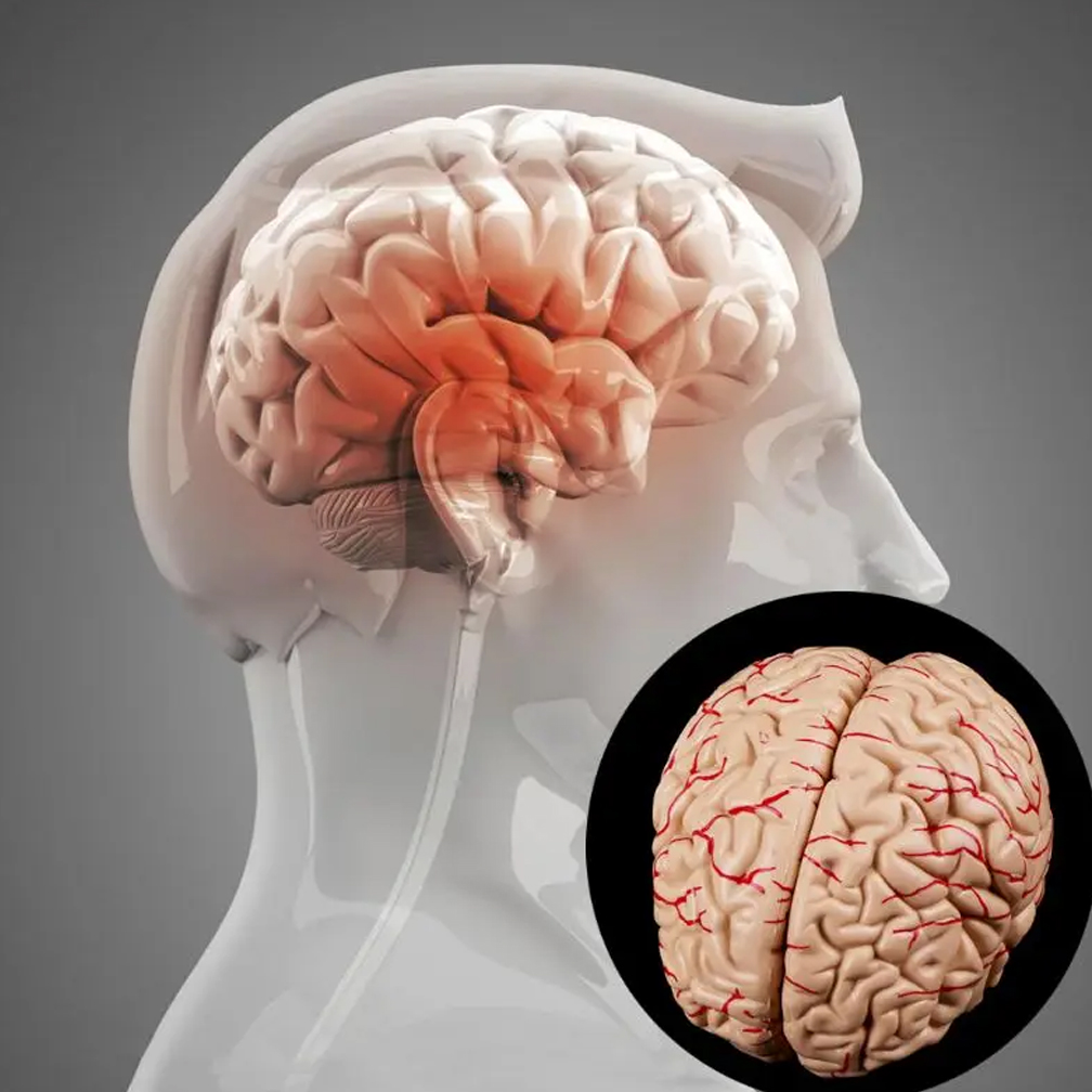 Model anatomiczny mózgu natura – Medical Lab Study recenzja i cena