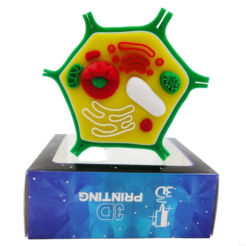 Profesjonalny model anatomii k – Medical Lab Study recenzja i cena