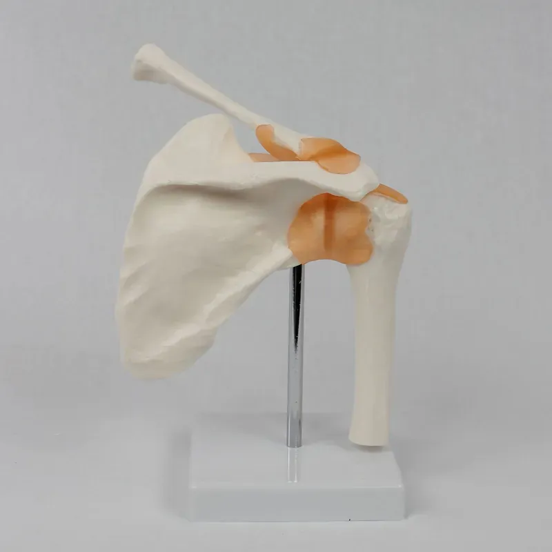 Funkcjonalny model stawu ramie – Medical Lab Study recenzja i cena