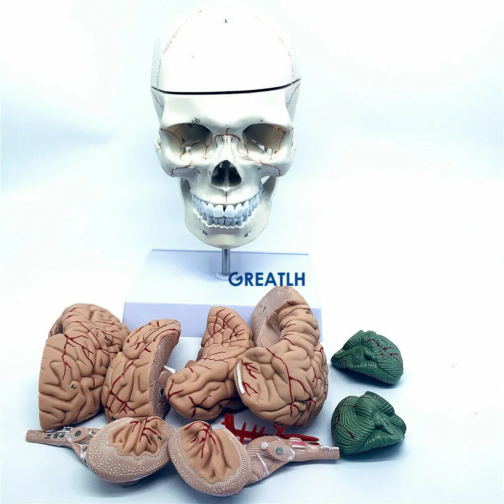 GREATLH Model anatomiczny mózg – Medical Lab Study recenzja i cena