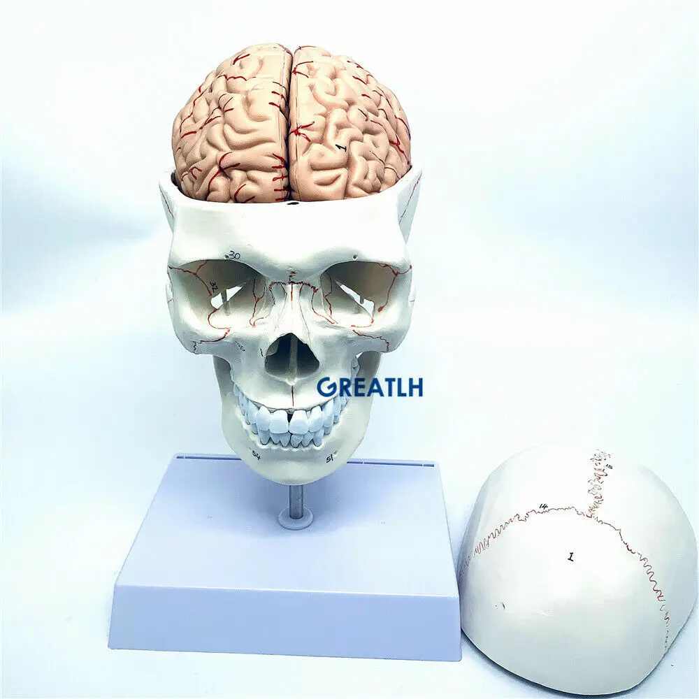 GREATLH Model anatomiczny mózg – Medical Lab Study recenzja i cena