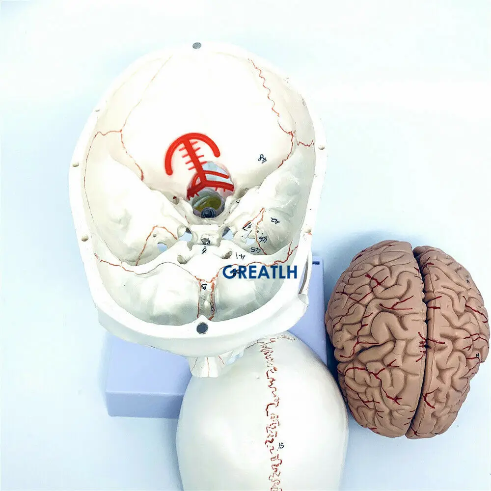 GREATLH Model anatomiczny mózg – Medical Lab Study recenzja i cena