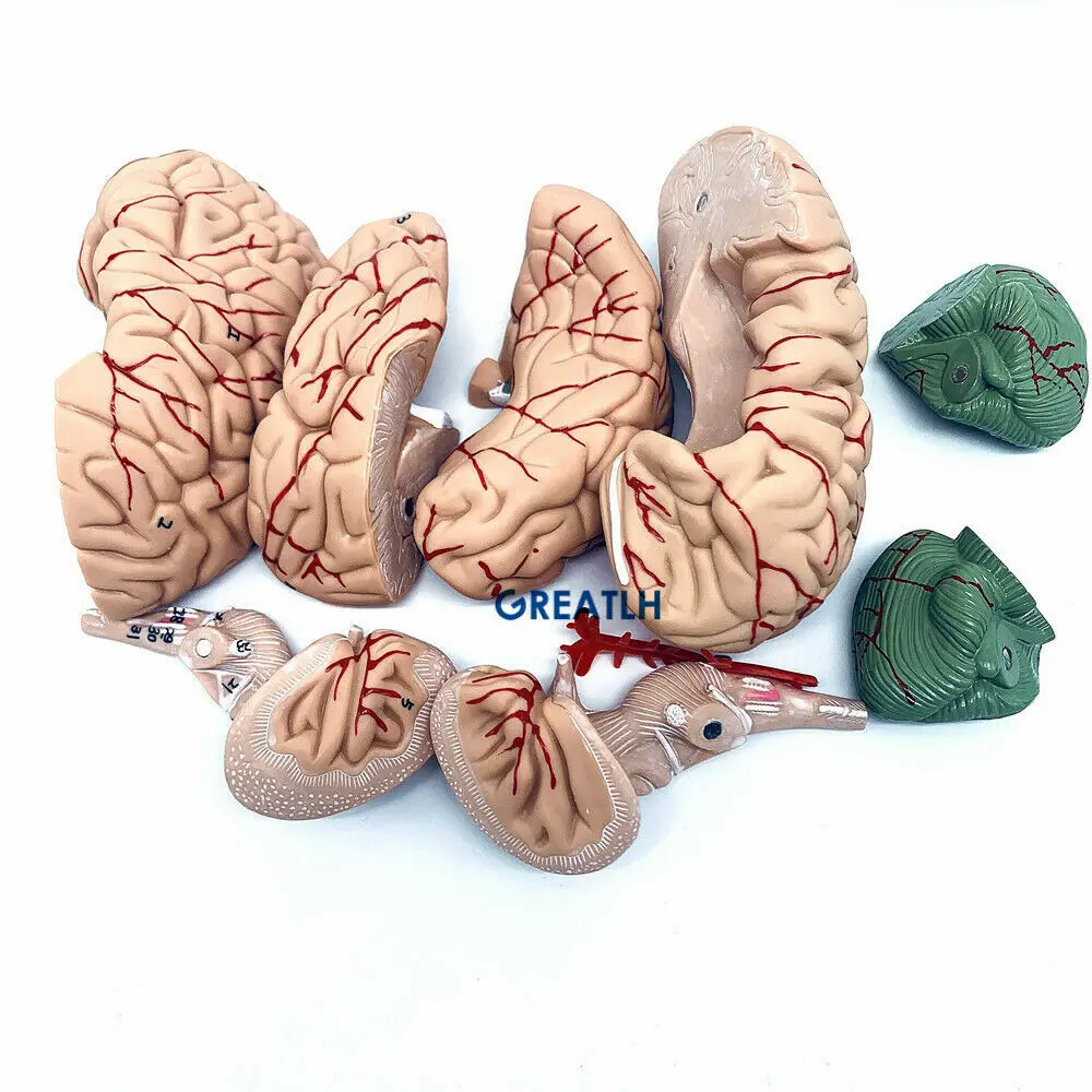 GREATLH Model anatomiczny mózg – Medical Lab Study recenzja i cena