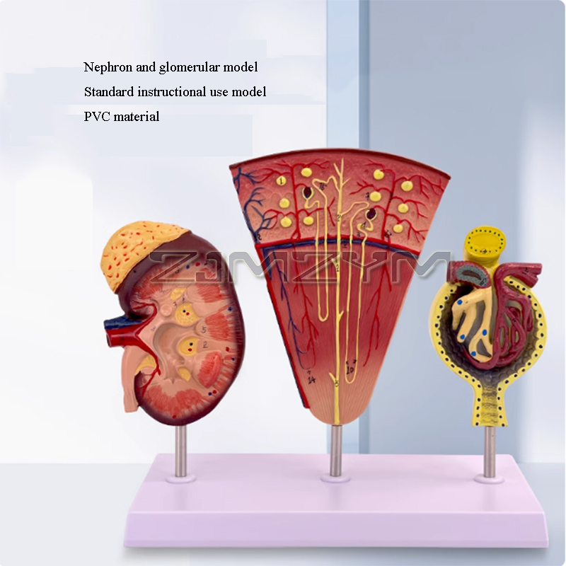 Struktura modelu nerki Model k – Medical Lab Study recenzja i cena